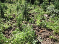 Bear Diggings